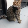 今日はお休みします。