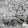 歴史風情ある奈良県大和高田市を街ブラ。奈良県の桜スポットである高田千本桜とか。