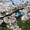 石見海浜公園に咲いていた桜たち②