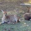 奈良公園と奈良国立博物館