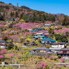 花桃の郷