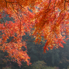 紅葉狩りで考えた「紅葉撮影のコツ」