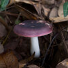 カラムラサキハツ（Russula omiensis）- 松江城マッシュルームマップ -