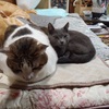 新！土曜日の恋猫！