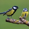 Blue tit（アオガラ）④　名称間違い判明