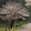 横浜の桜2019　～桜木町、こども自然公園～