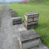 柞田川沿い蜜蜂箱