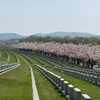 戸田記念墓地公園@石狩市厚田　桜前線2023の見納めは3年連続の訪問となった札幌近郊随一の桜スポット