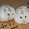 初めて小動物（ハムスター）を飼う