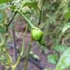 Carolina Reaper