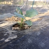 ブロッコリーの植え付け　白菜の育苗