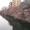  大岡川桜まつりに行ってきた