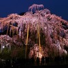 キャンカーで三春の滝桜に