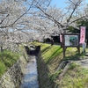 【大阪ポタリング】『妙見河原の桜』を見に行く自転車散歩【星田妙見宮】