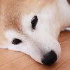 【犬が元気ない】よくある原因7選と対処法や健康管理の仕方を解説