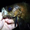 メバルのプラッギングで悩む食い方の違いはベイト次第･･･ステイ＆スローなのかタダ巻きどちら？