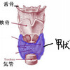 甲状腺とチャクラを探求するわ！（２）～甲状腺の機能と関係性