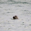 冬の北海道（動物編）