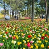 【茨城】地元民が選ぶ！春のお花散歩を楽しめるおすすめスポット6選