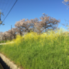 桜と菜の花