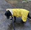 雨降りですね