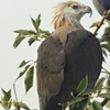 Pallas's Fish Eagle キガシラウミワシ (北インドの鳥その26)