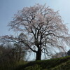 五斗蒔田の桜