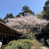 吉野千本桜・後編　奈良県吉野郡吉野町吉野山