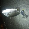 大浜で魚釣り