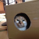 振り向けば猫がいる