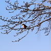 春のモズ