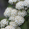 【神戸】みなとのもり公園のコデマリ（小手毬）の花が見頃