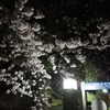 夜桜2021