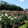 薔薇のさだめ～与野公園のオスカル～