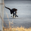 地元漁港のねこさん