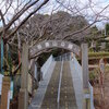 神奈川県中郡二宮町　　吾妻山公園　「菜の花」