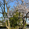 家の裏の桜、満開！