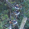 公園の野鳥達(オシドリ）