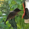 「パタゴニアの蜂鳥たち」