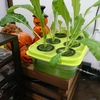自宅ルーターとNASの廃熱で野菜を育てる