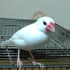 文鳥の爪切り①