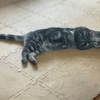 先住ネコの下痢　回復は今ひとつ