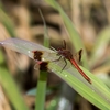 蜻蛉撮り　秋のカトリヤンマとか