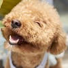 愛犬の健康を考える！ドッグフード選びとおすすめのドッグフードをご紹介