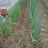 小ネギ、一本ネギ　追肥、土寄せ