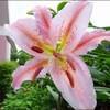 １４着のユリ★これって奇跡？★セダムの花