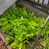【家庭菜園】サラダ菜の栽培と収穫、庭を彩る花たち