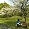 水元公園の八重桜