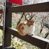 北関東の旅〈４〉今度は栃木県へ、猫さんに癒やされて～♪ Ｂ級グルメも堪能😋