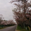 宝酒造前の桜並木